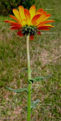 Arctotis hirsuta